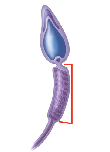 <p>contains mitochondria to generate energy for the tail</p>