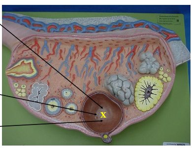 <p>Identify the brown structure, the top arrow. </p>