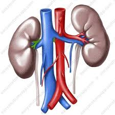 <p>top of kidney </p>