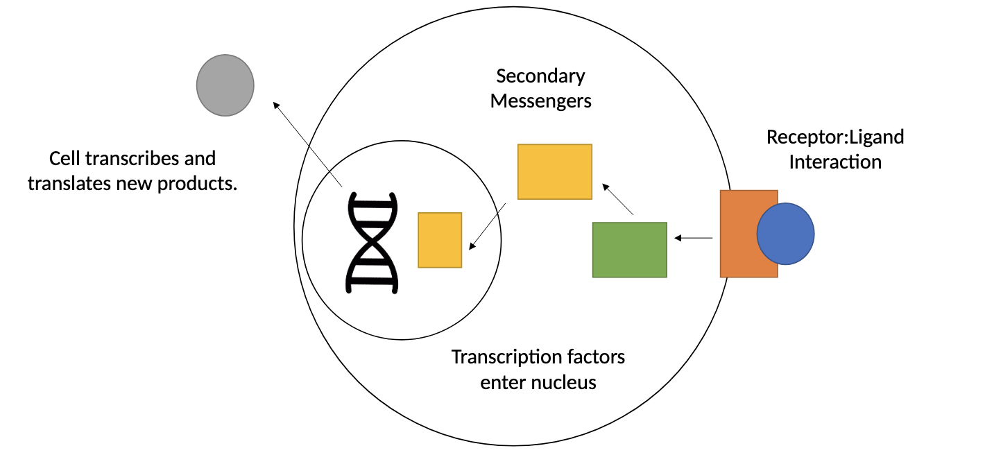 <p>via secondary messengers who then signal transcription factors to enter the nucleus and transcribe new products</p>
