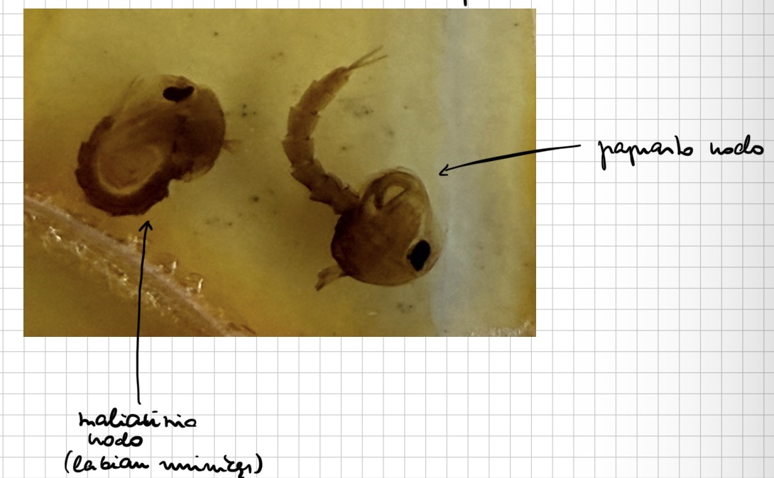 <p>Culex ir anopheles leliuke (pupa)</p>