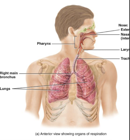 <p>larynx, trachea, bronchi, lungs</p>