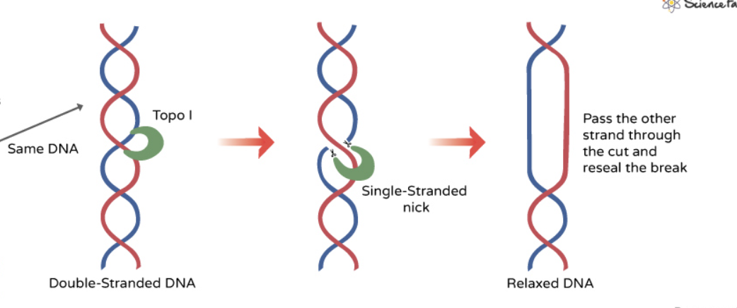 <ol><li><p>cut one strand of the double helix</p></li><li><p>attach Tyr to the DNA phosphate backbone</p></li><li><p>pass unbroken strand through the break, or rotate broken strand around intact one to release tension</p></li><li><p>seal the cut back together</p></li></ol><p></p>