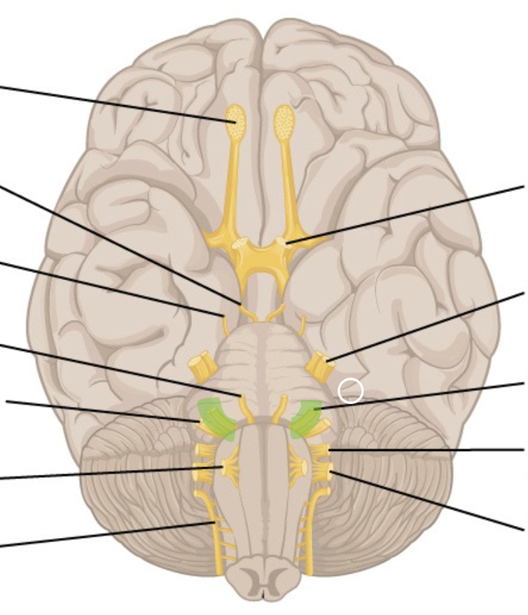 <p>CN 7</p><p>lateral to 6, medial to 8</p>