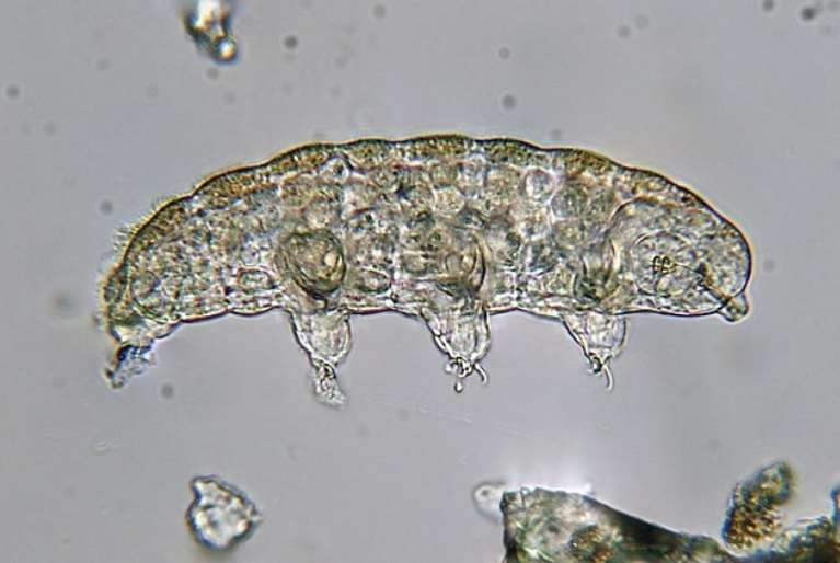 <p>this is a part of what phylum</p>