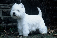 <p>white</p>