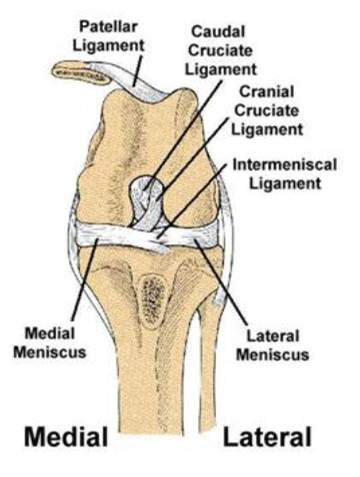 <p>Medial Collateral ligament</p><p>Lateral Collateral ligament</p><p>Cranial Cruciate ligament</p><p>Caudal Cruciate ligament</p>