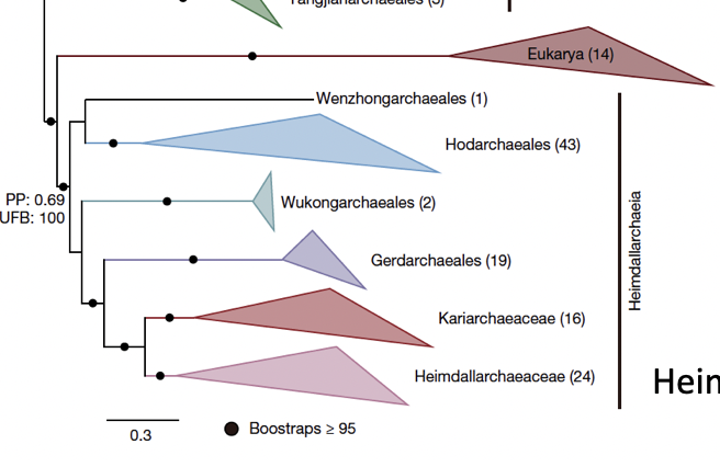 <p>Likely ancestor from the Asgard lineage: Heimdallarchaota</p><ul><li><p>Eukarya are within Archaea, but in slightly deeper location</p></li></ul><p></p>