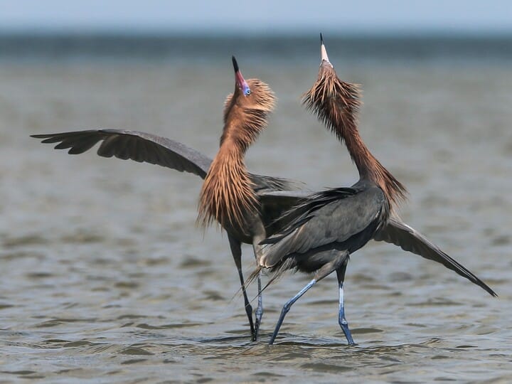 <p>Reddish Egret</p>