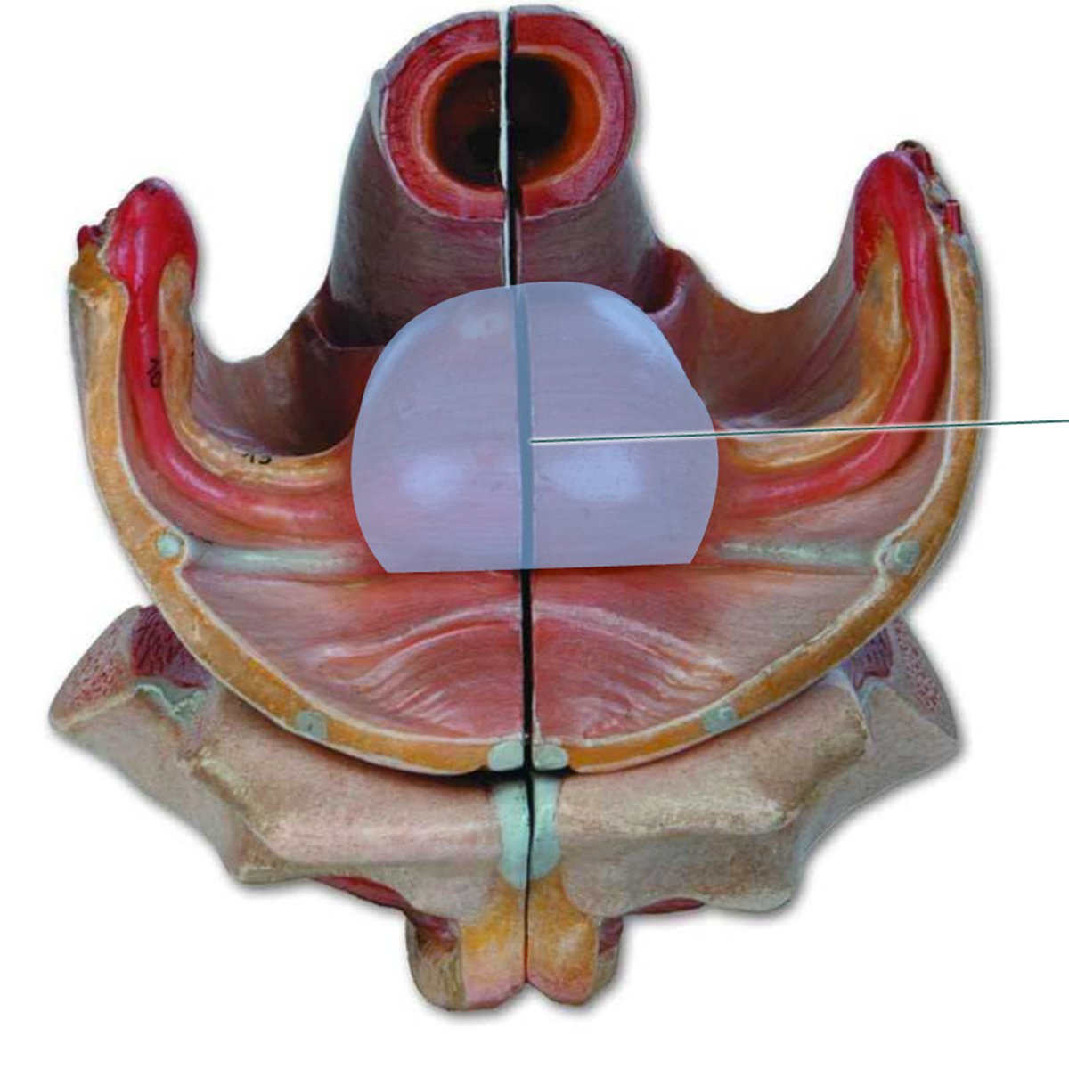 knowt flashcard image