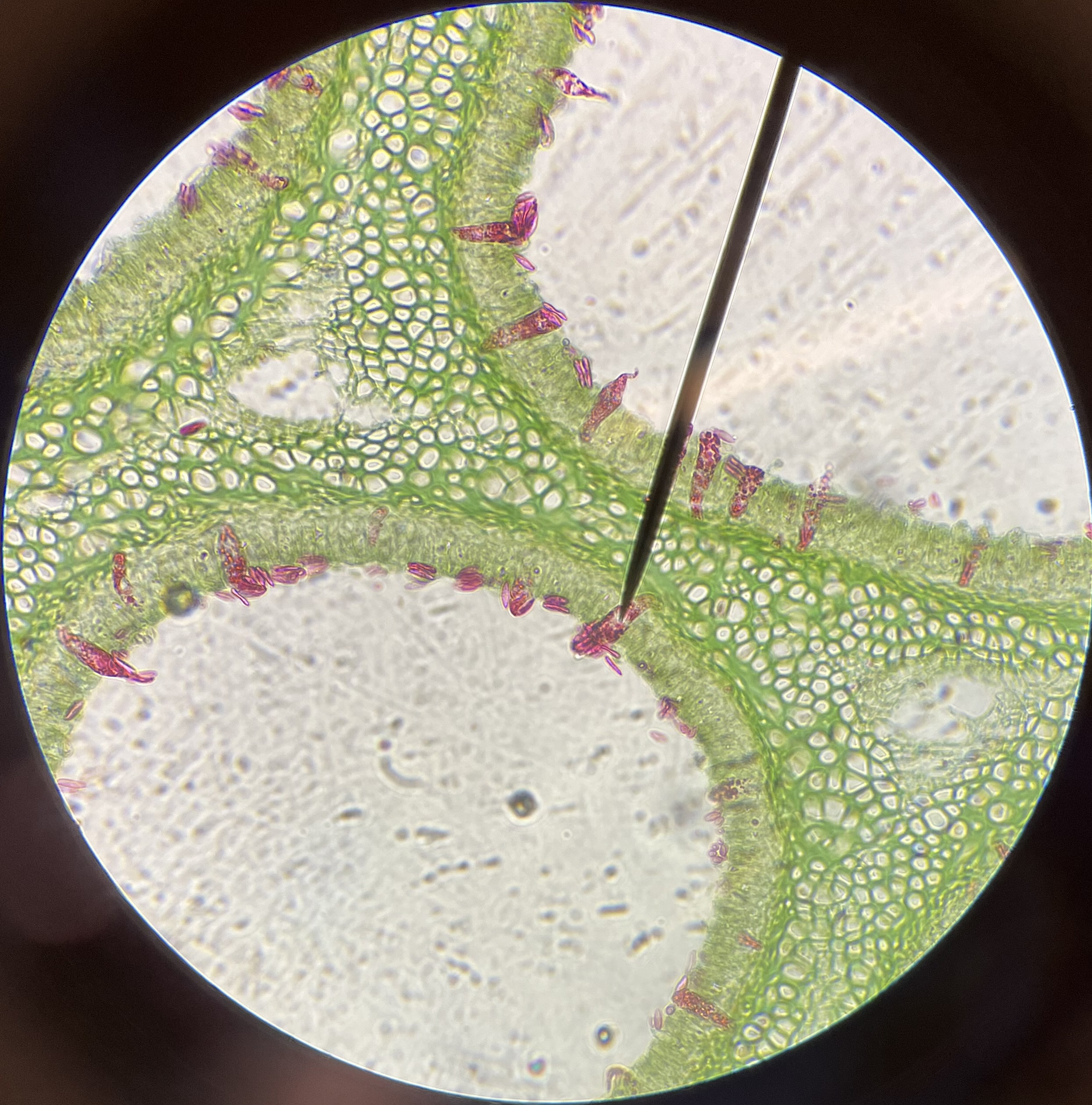 <p>What is the pointer on?</p>