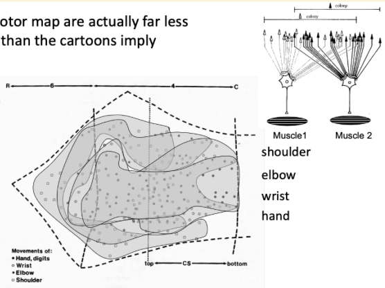 <ul><li><p>there are parts of the motor cortex that do not obey these rules of specialisation</p></li><li><p>some parts are not completely separated - overlap </p></li><li><p>study uses electrical stimulation in the motor cortex, where contractions are caused </p></li><li><p>areas where stimulation predominantly activates different body parts, but not as clear-cut as the cartoon implies </p></li><li><p>overlap - possible relates to how much each muscle group works together </p></li></ul><p></p>