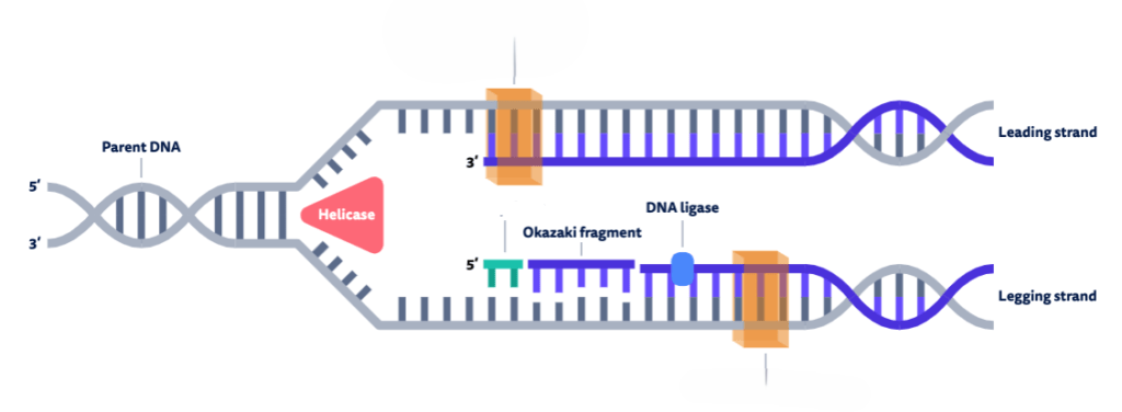 <p>what is the section in orange and its purpose</p>