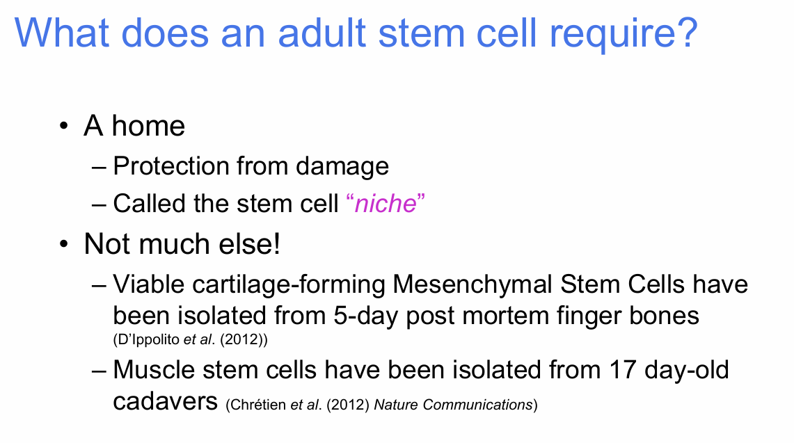 <p>What does an adult stem cell require to survive long-term?</p>