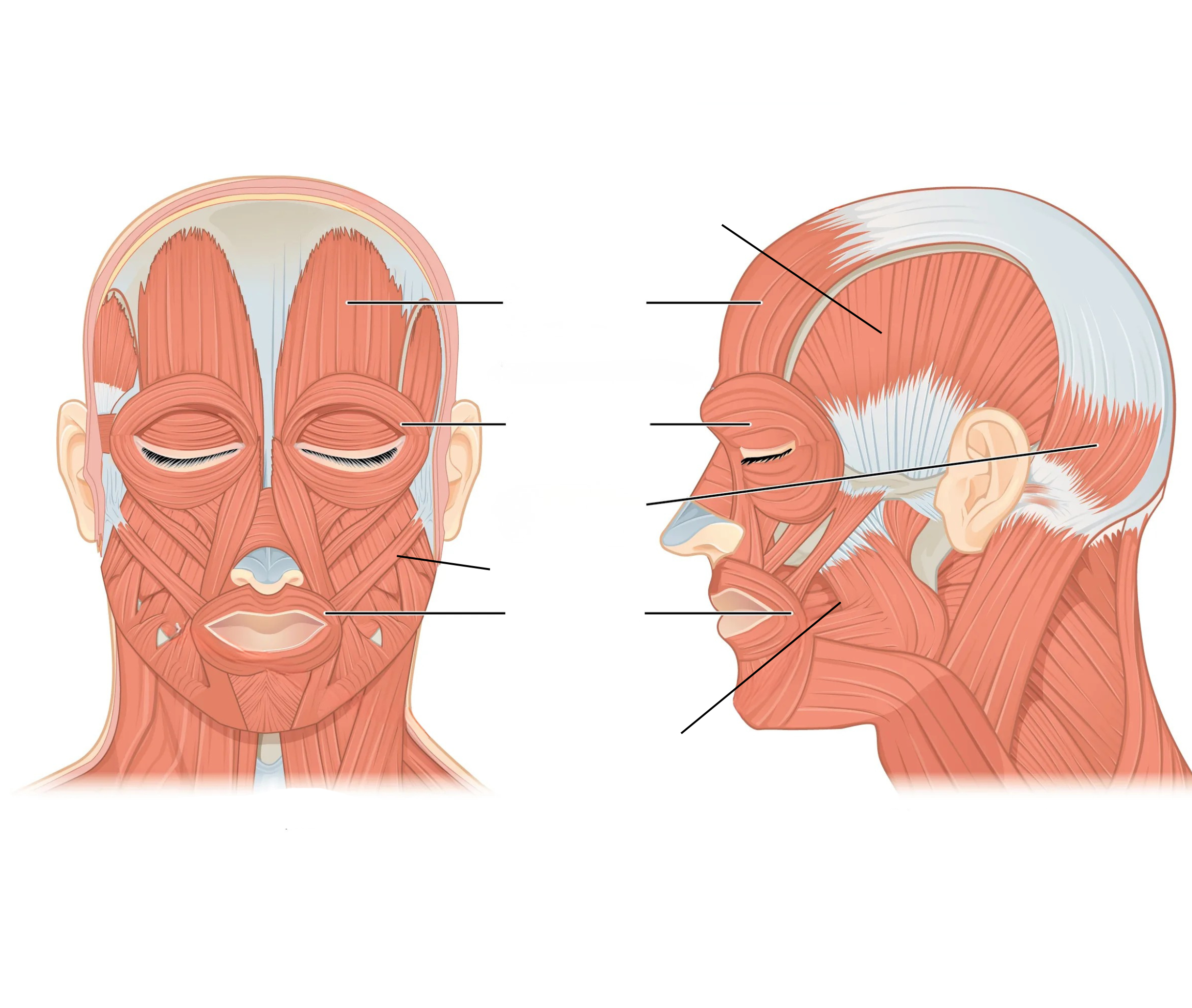<p><span style="background-color: transparent;">Muscles of Facial Expression &amp; Mastication Diagram</span></p>