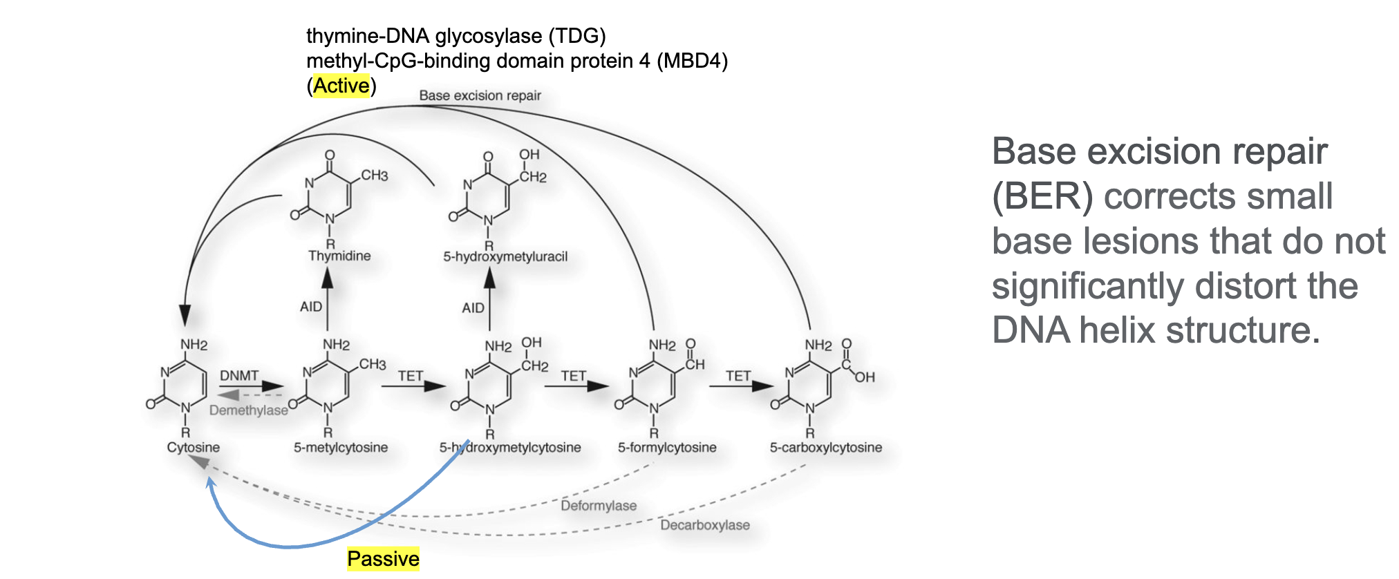 <ul><li><p>Deamination of 5mC to thymidine by activation-induced deaminase (AID)</p></li><li><p>Creates T:G mismatches – T replaced by C by TDG or MBD4</p></li><li><p>Discovered when 5-hydroxy-methylcytosine (5hmC) was identified</p></li><li><p>5hmC is produced via action of Ten-eleven translocation methylcytosine dioxygenase (TET)</p></li><li><p>5hmC can not act as a substrate for DNMT1 (maintenance DNA methyltransferase) – this leads to passive demethylation</p></li><li><p>5hmC, 5fC (5-formylcytosine), 5caC (5-carboxylcytosine) can be converted to C through base excision repair via glycosylase</p></li></ul><p></p>