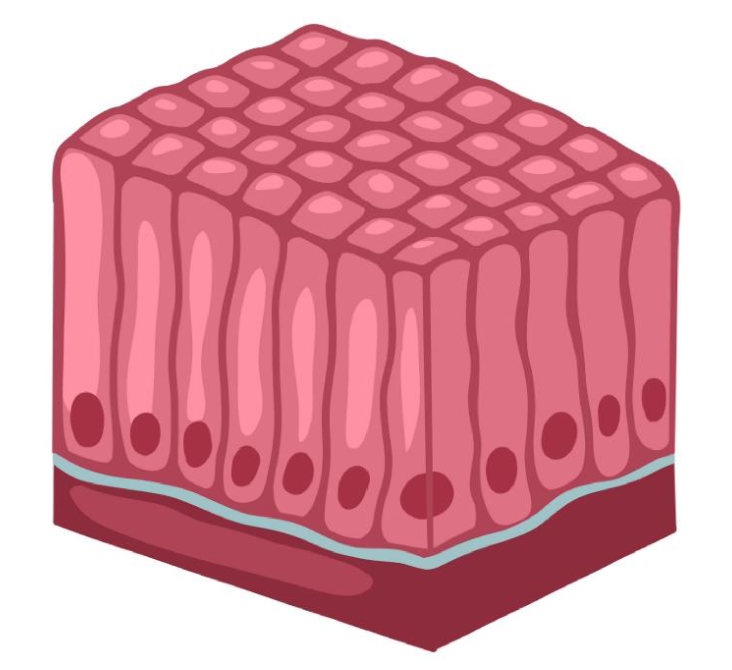 <ul><li><p>Single layer of tall cells</p></li><li><p>Allows for secretion and absorption; forms protective linings; sensory transduction</p></li><li><p>May contain GOBLET CELLS and may have MICROVILLI</p></li></ul><p></p>