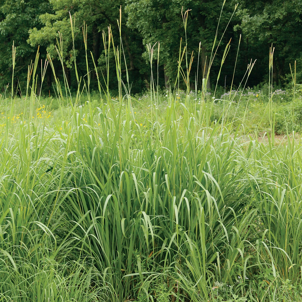 <p>Tripsacum dactyloides</p><p>1. Plant growth form: Eastern gamagrass is a native, perennial warm-season bunchgrass that typically grows 3–8 feet tall and forms large clumps.</p><p>2. Native or nonnative: It is native to North America, including the southeastern United States.</p><p>3. Leaves, flowers, stems, and other features: It has long, broad leaves resembling corn leaves, thick upright stems, and distinctive flower spikes with separate male and female flowers on the same plant.</p><p>4. Wildlife use: Eastern gamagrass provides cover and nesting habitat for birds and small mammals, produces seeds that may be eaten by wildlife, and offers nutritious forage for deer and livestock.</p><p>5. Other important information: It commonly grows in moist meadows, stream banks, and bottomlands, tolerates periodic flooding, and is valuable for erosion control, wildlife habitat restoration, and livestock grazing.</p>