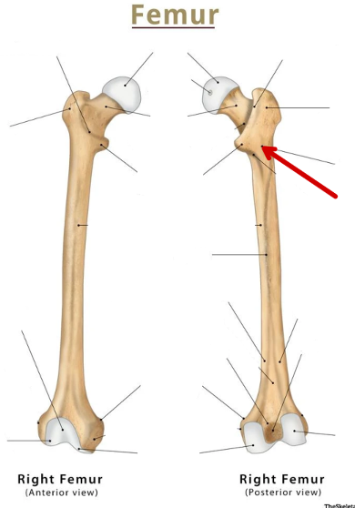 <p>Femur</p>