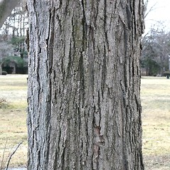 <p>Acer saccharum</p>