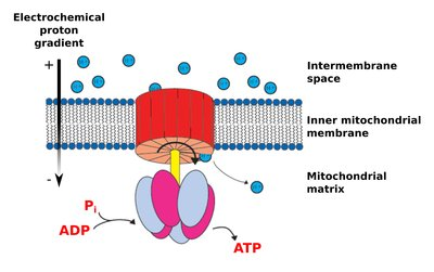 <ul><li><p>acts like a water turbine <span data-name="ocean" data-type="emoji">🌊</span></p></li><li><p>the flow of H<sup>+</sup> ions back down their electrochemical gradient turns the turbine 🛞</p></li><li><p>as it turns, it catalyzes the phosphorylation of ADP ⚡</p></li><li><p>this forms ATP in the matrix</p></li></ul><p></p>