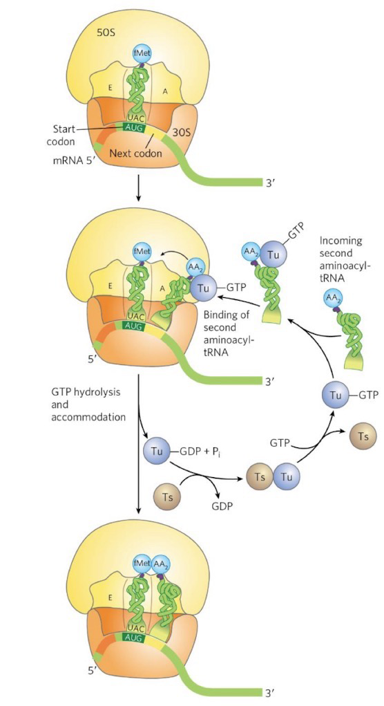 <p>Needed to bring aminoacyl-tRNAs into ribosome</p><p><strong>EF-Tu</strong> delivers charged tRNA to <strong>A-site</strong>; Base pairs tRNA anticodon with second mRNA codon</p><p>EF-Tu-GTP hydrolyzes GTP → GDP + P<sub>i</sub> and releases the tRNA:</p><ul><li><p>A has tRNA, P still has fMet-tRNA, E still vacant</p></li></ul><p>EF-Tu-GDP is recycled to EF-Tu-GTP by EF-Ts, a <strong>nucleotide exchange factor</strong> (Binds and replaces nt with a new one; aka exchanges GDP for GTP)</p>