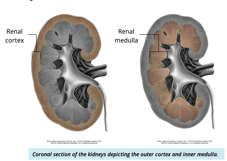 <ul><li><p>cortex</p><ul><li><p>outer layer of kidney </p></li></ul></li><li><p>medulla </p><ul><li><p>deep to cortex </p></li></ul></li></ul><p></p>
