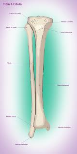 <p>Outside of your ankle</p>