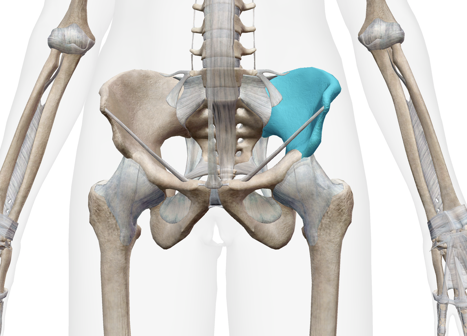 <p>What bone is this</p>