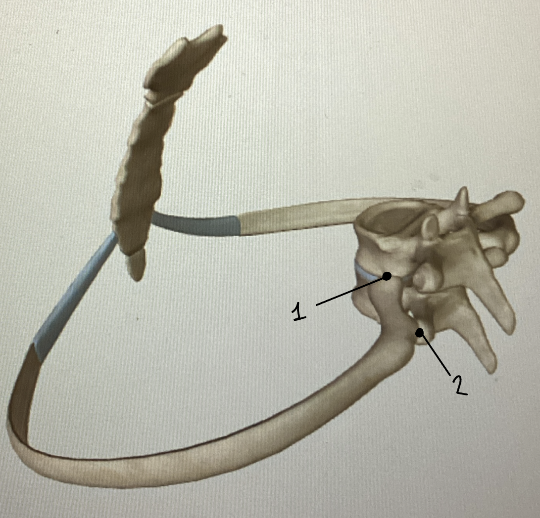 <p>Name these joints (and functions)</p>