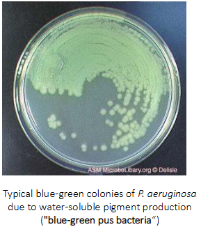 <p>WIDELY DISTRIBUTED IN SOIL, WATER, PLANTS, GUT OF HUMANS AND ANIMALS</p><p>- Generally regarded as ubiquitous in soil and water environments, but is rarely found in pristine ecosystems</p><p>- Mostly detected in habitats contaminated by human activity, (human and animal faeces are important reservoirs)</p><p>.</p><p>RESERVOIRS IN URBAN COMMUNITIES:</p><p>- Include hot tubs, jacuzzis, swimming pools</p><p>.</p><p>RESERVOIRS IN HOSPITRALS:</p><p>- water distribution systems, sinks, plumbing, disinfectant solutions</p><p>.</p><p>- importance as a human pathogen did not emerge until the second half of the 20th century</p><p>- often multi-drug resistant</p>