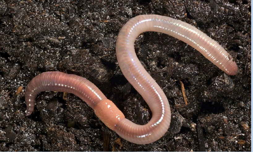 <p>Part of the annelida phylum </p><p>Free living </p><p>Wet appearance, corrugated surface, light pink/brown color </p><p>Cross section shows coelom, U-shaped intestine, and 2 sets of muscles for locomotion</p>