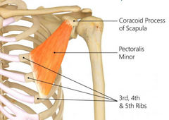 <p>Coracoid process of scapula</p>