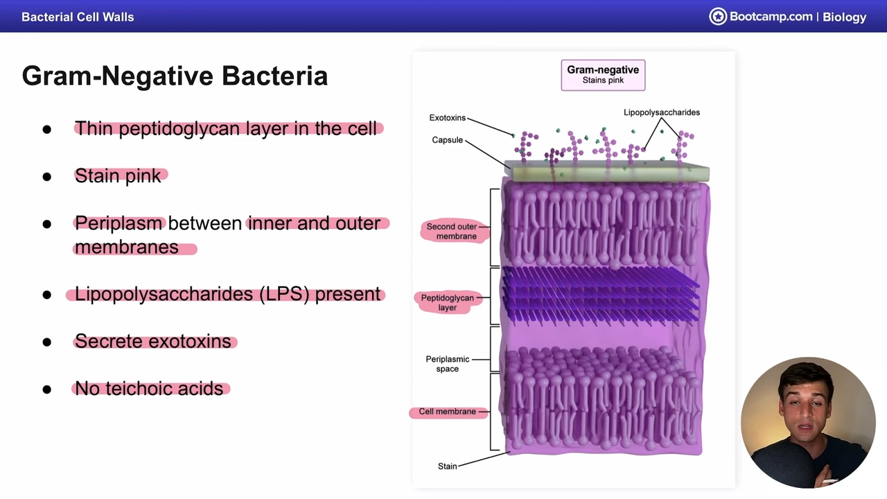 <p>double, with pepidtoglycan layer in the middle, covered by periplasm </p>