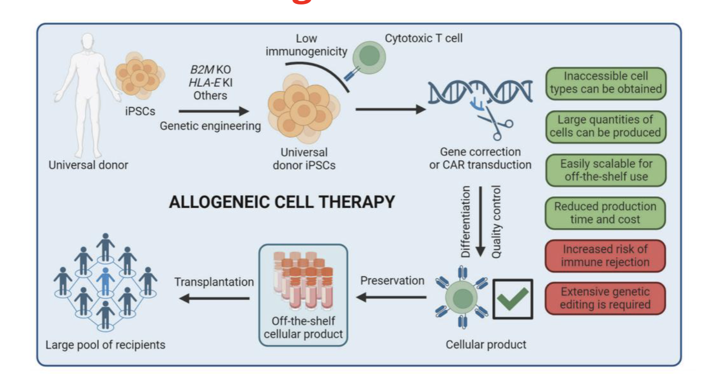 <p>allogenic cell therapy</p>