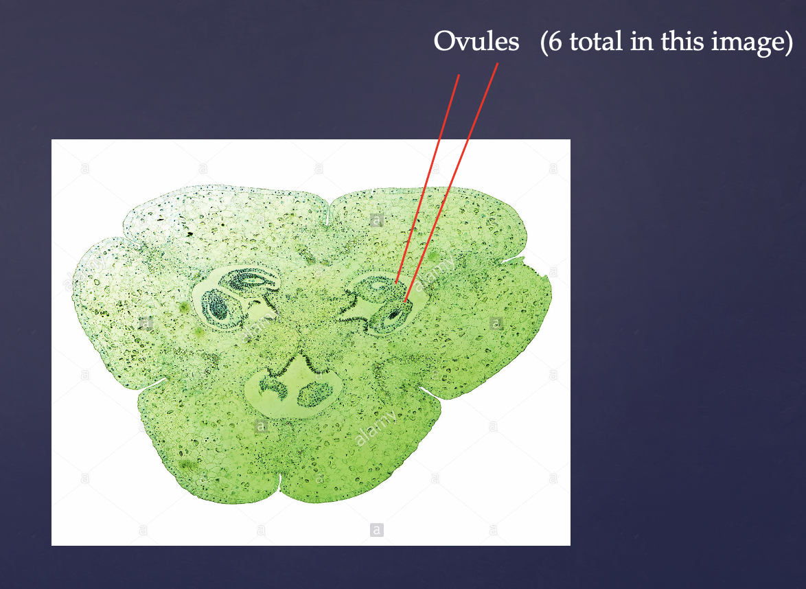 <p>Note that <strong>fruits</strong> come from the fertilized (ripened) <u>ovary</u> and <strong>seeds</strong> come from the <u>ovules</u> (inside the ovary)</p>