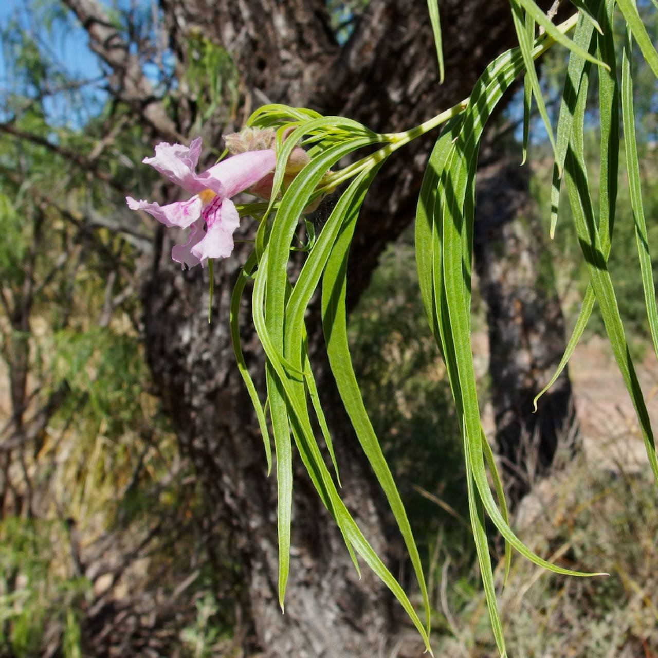 <p>desert-willow</p>