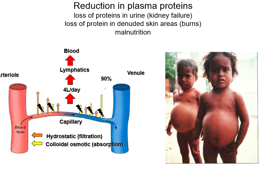 <p>Again more liquid being pushed out; liquid isnt sucked back into the blood</p>