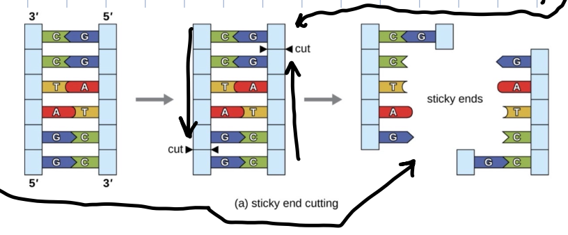 <p>after these endonucleases cut the dna sequence they leave an overhang</p><ul><li><p>this allows us to control exactly how the piece will fit back in</p><ul><li><p>g only to Cs</p></li><li><p>As only to Ts</p></li></ul></li></ul><p></p>