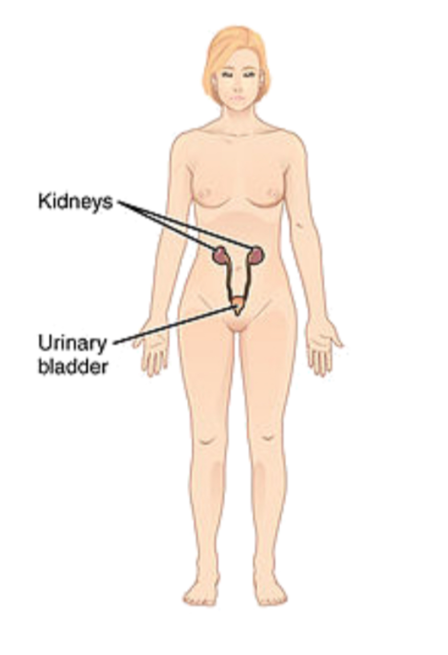 <p>urinary system</p>