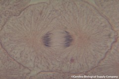 <p>Identify the phase of the cell cycle.</p>