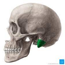 <p>Mastoid tip</p>
