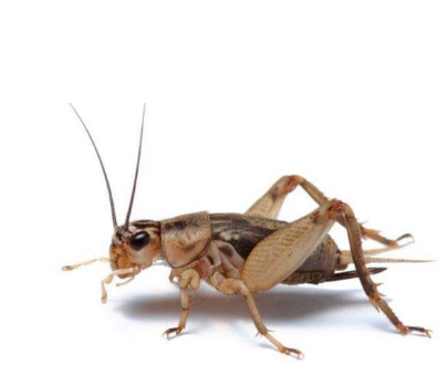 <p>What is the name of this bug </p>