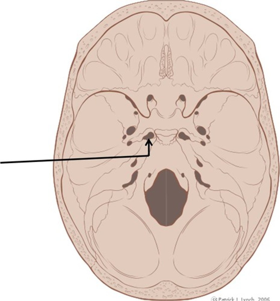 <p>name the foramen</p>