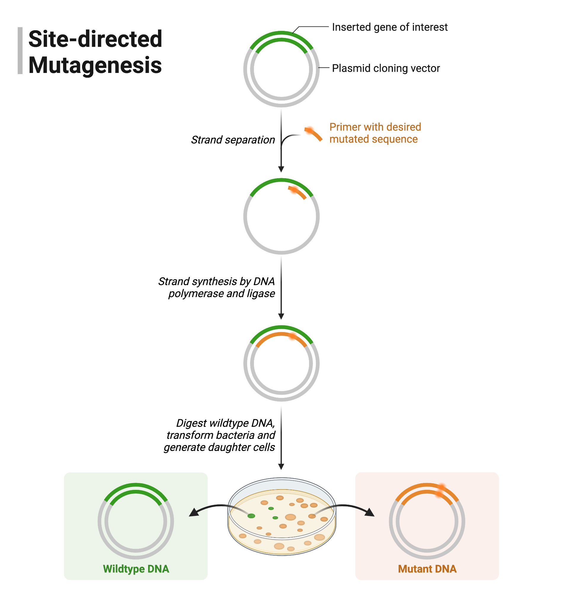 <p>Site-directed mutagenesis is a precise alteration of a specific amino acid codon in an enzyme’s gene to test its role in binding or catalysis</p>