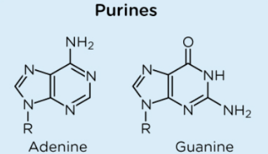<p>Adenine and Guanine</p>