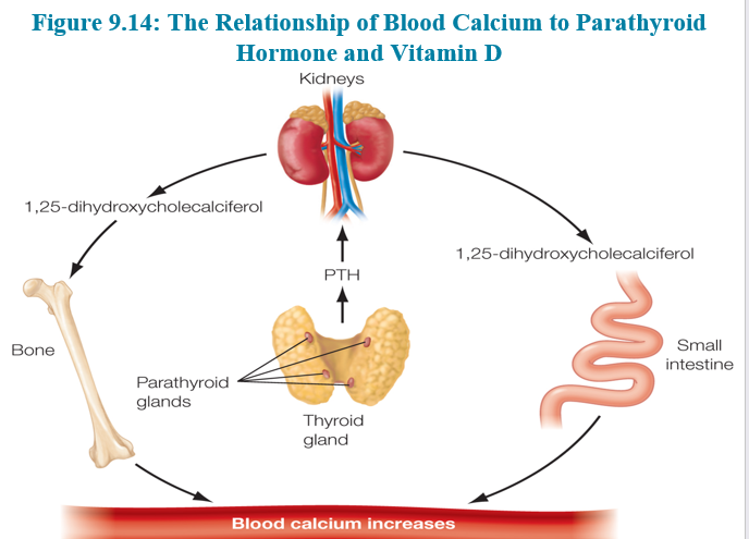 <p>Metabolic functions of Vitamin D</p>