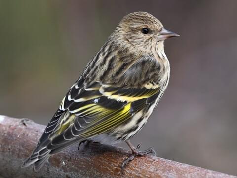 <p>brown with dark streaks</p><ul><li><p>hint of yellow in the feathers</p></li></ul><p></p>