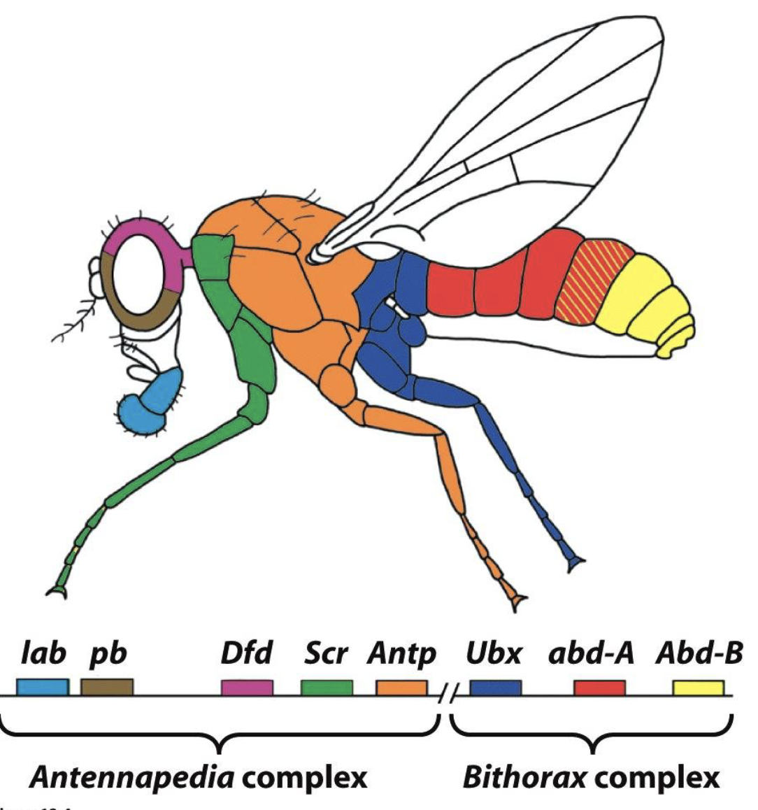 <ul><li><p>Hox genes regulate the identity of body parts (regulate segment identity)</p></li><li><p>code for transcription factors</p></li><li><p>expression is regulated by gap proteins thru mechanisms similar to pair rule genes</p></li></ul><p></p>