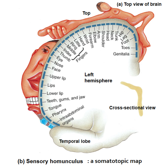 Explain somatotopic maps and the sensory and motor homunculi.